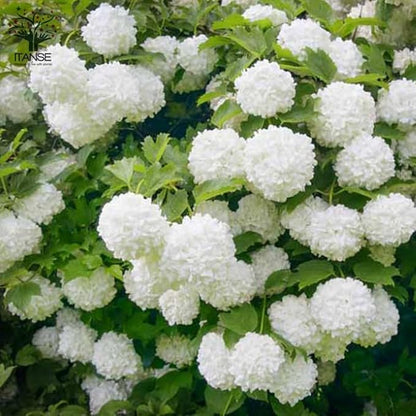 Japanese Snowball Viburnum Tree Live Plant Shrub in Pot, Fragrant Flower, Dormant in Winter, 6-12" in Tall, Bare Root to CA, Bush Shrub Spring Blooms