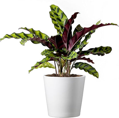 American Plant Exchange Calathea Rattlesnake – 6-Inch with Pot Cover – Live Pet-Friendly Indoor Houseplant with Wavy Green Leaves for Low-Light Homes, Offices, Bedrooms & Shelf Décor