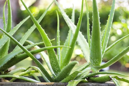 Live Aloe Vera Plant, Aloe Vera Plant Live, 4 Inc Potted, Live Aloe Vera Plant Indoor, Succullent Plant Live for Garden