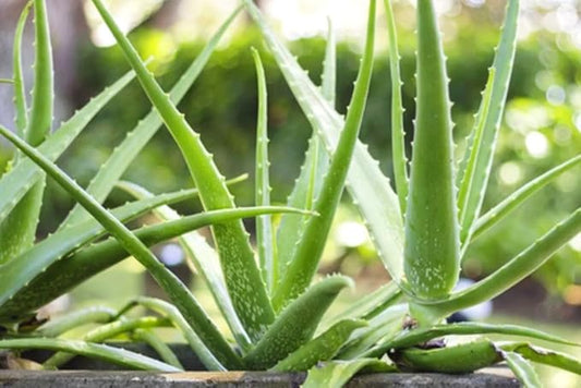 Live Aloe Vera Plant, Aloe Vera Plant Live, 4 Inc Potted, Live Aloe Vera Plant Indoor, Succullent Plant Live for Garden