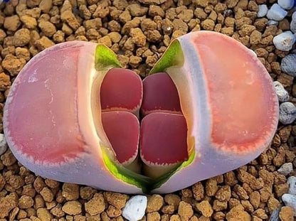 Pack of 20 Live Small Exotic Lithops Live Plants | Perfect for Lithops Starter, Great Terrarium Addition | Bare Root Without Soil or Pot, Easy to Grow and Ideal for Indoor/Outdoor Display