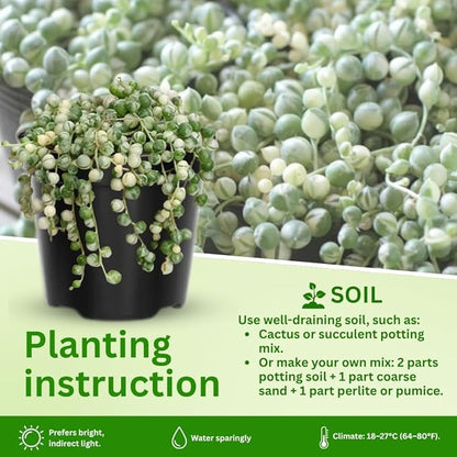 String of Pearls Plant Live 4 Inch Pot, Rare Succulents Plants in Hanging Baskets, Trailing Succulent Houseplant for Home Office (Variegated String of Pearls)
