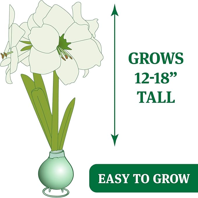 Red Picasso Base Waxed Amaryllis Flower Bulb with Stand | Real Blooming Indoor Flowers | No Water Needed