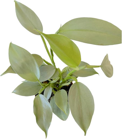 Silver Sword Philodendron, Rare Variety, Live Indoor Plant, 4 inch Pot - Hopewind Plants Shop