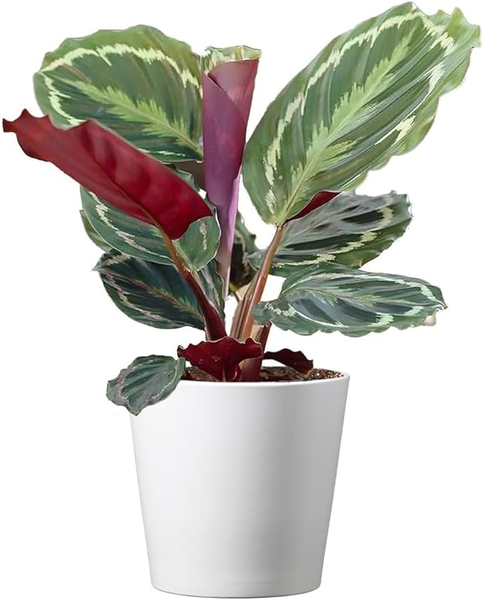 American Plant Exchange Calathea Medallion - 6-Inch with Pot Cover – Live Pet-Friendly Indoor Houseplant with Wavy Green Leaves for Low-Light Homes, Offices, Bedrooms & Shelf Décor