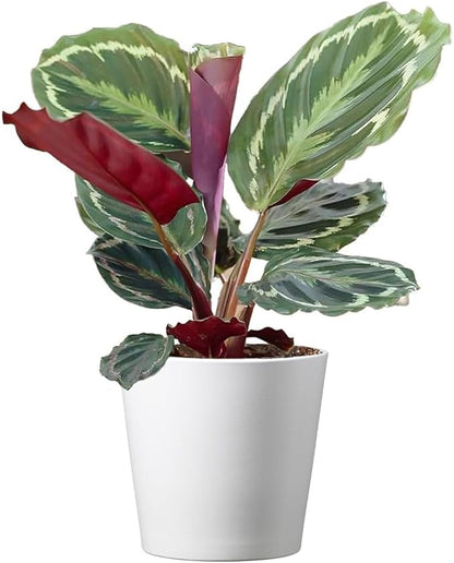 American Plant Exchange Calathea Medallion - 6-Inch with Pot Cover – Live Pet-Friendly Indoor Houseplant with Wavy Green Leaves for Low-Light Homes, Offices, Bedrooms & Shelf Décor