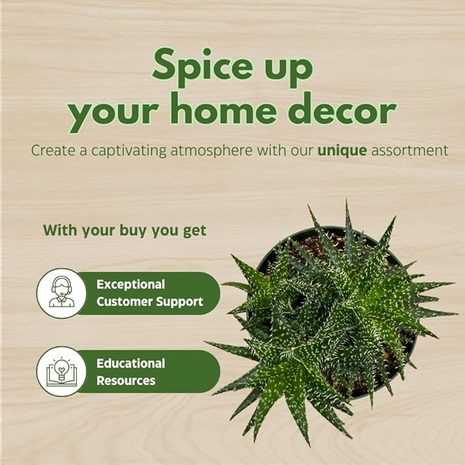 BubbleBlooms Aloe Assortment 4 inch Pots Set of 3