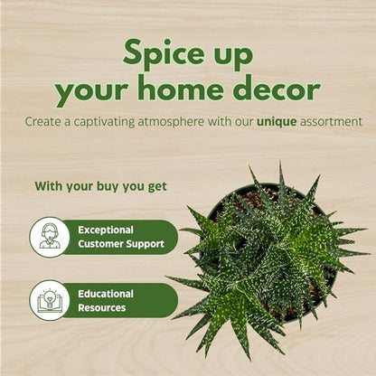 BubbleBlooms Aloe Assortment 4 inch Pots Set of 3