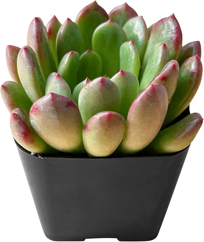 2" Live Succulent Plants Sedeveria Pink Ruby, Mini Potted Succulents, Easy Care Indoor Houseplant, Unique Gifts, Home Office Décor