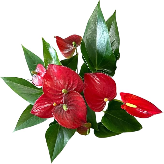 Red Anthurium (12"-14" Tall) Unique and Gorgeous Live Indoor Plant, Easy Care and Easy to Grow, Bloom Plant, 4 inch Pot