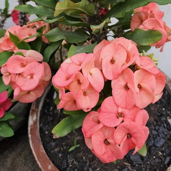 Pink Salmon Crown of Thorns Plant, 5-8" Euphorbia Milii Plant, Crown of Thorns Plants Live for Planting Outdoors Indoors, Well Rooted, No Pot