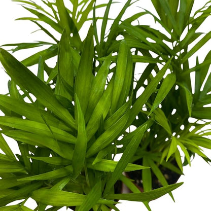 BubbleBlooms Neanthe Bella Palm 2 inch Set of 3 Chamaedorea elegans Bamboo Parlour Palm Tiny Mini Pixie Plants