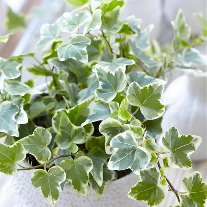 Glacier English Ivy Live Plant in 6 Inch Pot | Real English Ivy Plant Live | Trailing Plant & Climbing Vine | Easy Care Houseplant for Home & Office