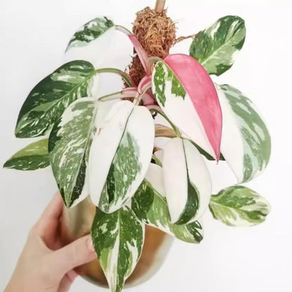 2 Rare Philodendron Live Plants Varieties Collection, Philodendrons Plants Size 5-9 Inc for Indoor Houseplant Décor, Ornamental Tropical Well-Rooted (Random Philodendron Plants)