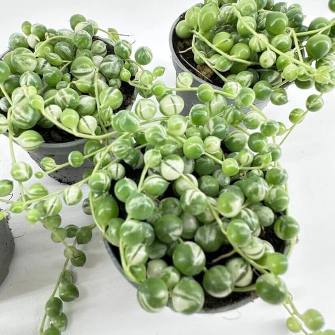 Variegated String of Pearls Plant Live, Trailing Succulent Vine, Indoor Hanging Houseplant, 4 Inch Pot