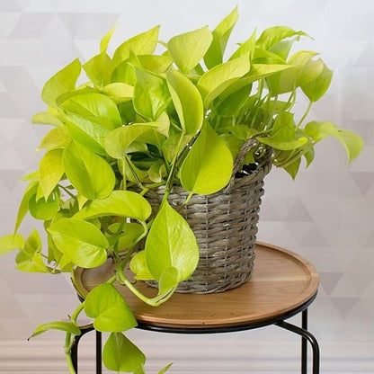 2 Pothos Live Plants, Live Pothos Plant, 3 to 5 Inc Tall, Indoor House Plants Outdoor (Green)
