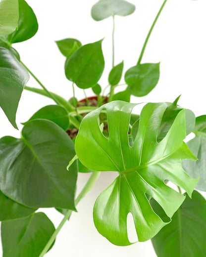 Shop Succulents Monstera Deliciosa Swiss Cheese Plant, Live Indoor Plant, Easy to Grow Split Leaf Houseplant in Grow Pot, Housewarming, Decoration for Home, Office, and Room Decor, 6 Inch
