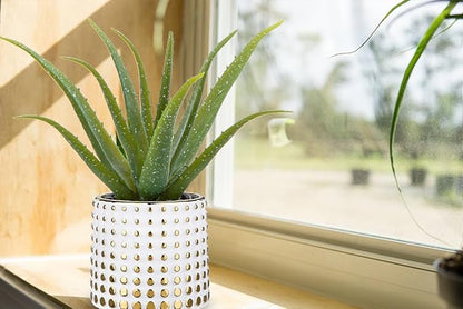 Artificial Succulent Aloe Plants 14.2 Inch Large Faux Succulents with Ceramic Pot Fake Aloe Potted Plant for Home Indoor Bathroom Table Bedroom Shelf Office Decor