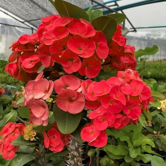 Red Crown of Thorns Plant, 5-8" Euphorbia Milii Plant, Crown of Thorns Plants Live for Planting Outdoors Indoors, Well Rooted, No Pot