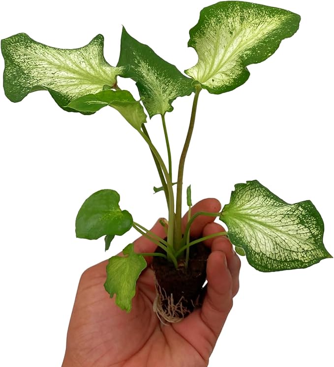 ragnaroc Caladium ‘White Butterfly’ (Caladium Bicolor) 2ct – Live Plant for Indoor Outdoor Use, Garden & Landscaping – Live Arrival Guaranteed