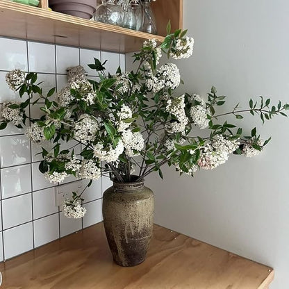 White Viburnum Tree Live Plant Shrub in Pot, Fragrant Flower, Dormant in Winter, 6-12" in Tall, Bare Root to CA, Bush Shrub Spring Blooms