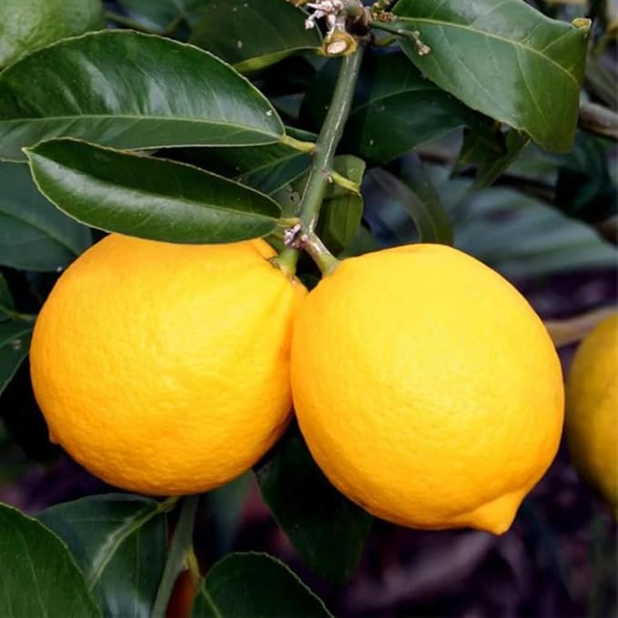 Meyer Lemon Tree Live Plant, Citrus Starter Plant 2-4” Tall in 4” Pot, Fragrant Yellow Citrus Tree