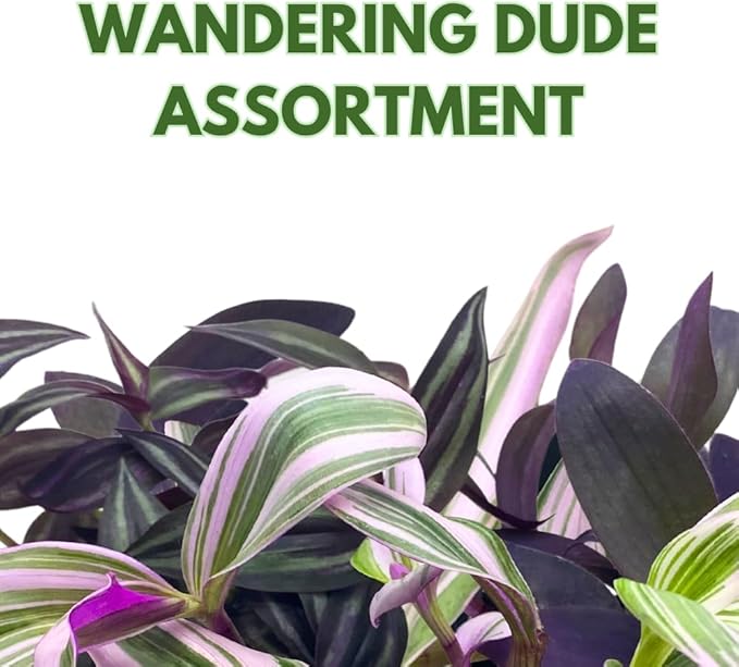 BubbleBlooms Wandering Dude Assortment Tradescantia Variety Set of 3 in 4 inch pots