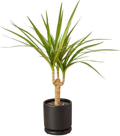 Dracaena Marginata Cane Live Plant for Indoor | Different Houseplants in 4'' & 6'' Pot | Real House Plant for Living Room, Office, Desk & Bathroom | Dragon Tree