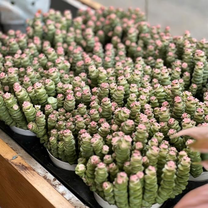 Rare Baby’s Necklace Succulent Live Plant in 4" Inch Pot | Crassula rupestris with Stacked Leaves | Low-Maintenance Indoor Plant