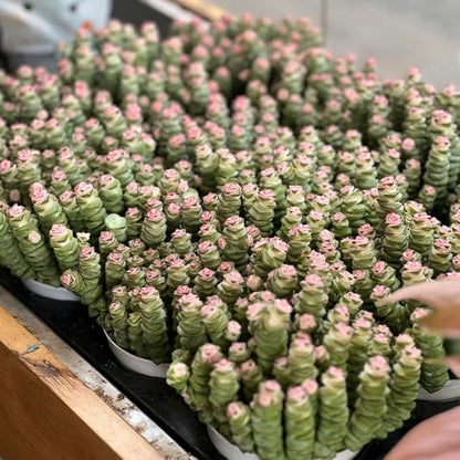 Rare Baby’s Necklace Succulent Live Plant in 4" Inch Pot | Crassula rupestris with Stacked Leaves | Low-Maintenance Indoor Plant