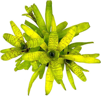 ragnaroc Live Plants – Bromeliad Neoregelia Tigrina, 8-12" in 6" Pot - 1ct - Live Arrival Guaranteed - House Plants for Home Decor & Gift