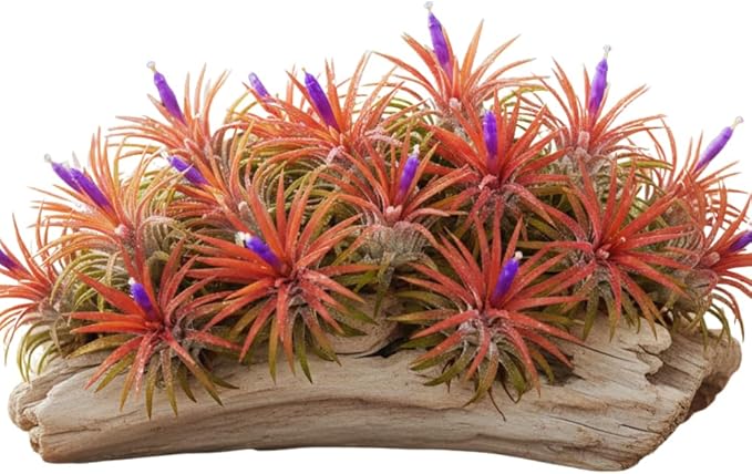 12 Air Plants, Tillandsia Air Plants Live Houseplants for Garden, Red Lonantha Tillandsia Plant
