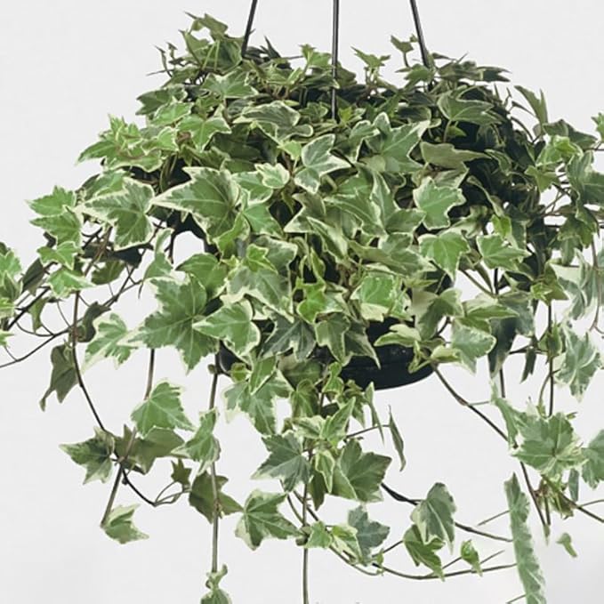 Live English Ivy Plant, Live Indoor Houseplant 4 Inch Pot, Hardy Groundcover, Trailing, Climbing Plants - Variegated White Ivy