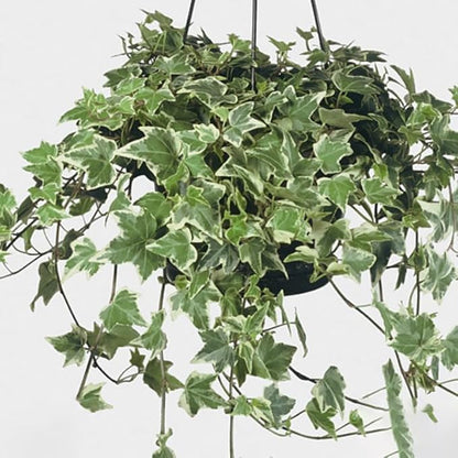 Live English Ivy Plant, Live Indoor Houseplant 4 Inch Pot, Hardy Groundcover, Trailing, Climbing Plants - Variegated White Ivy