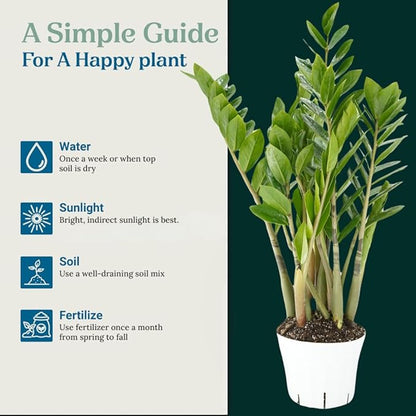 ZZ Plant Live - Air Purifier Indoor House Plant for Home Decor, Room Decor - Ideal Live Plant for Indoor Spaces - Plants Live Houseplants