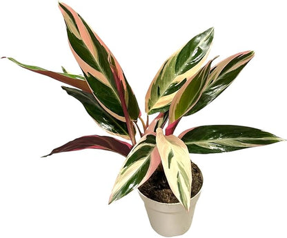 Live Plants Stromanthe Triostar, Tricolor Prayer Plant, 12-16" Tall, houseplant, Gorgeous Live Indoor Live Plant, Easy to Care, Rare Plant, 4 inch Pot