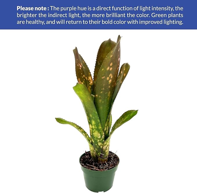 ragnaroc Live Plants – Bromeliad Billbergia Hallelujah 'Pup', 6-12" - 1ct - Live Arrival Guaranteed - House Plants for Home Decor & Gift