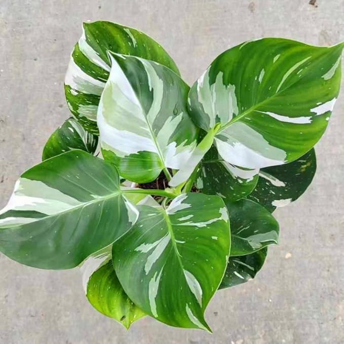 2 Rare Philodendron Live Plants Varieties Collection, Philodendrons Plants Size 5-9 Inc for Indoor Houseplant Décor, Ornamental Tropical Well-Rooted (White Green Philodendron Plants)