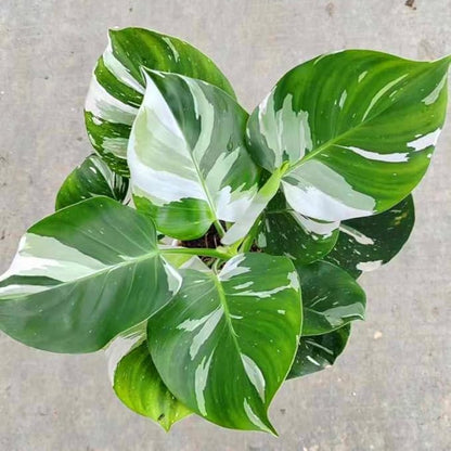 2 Rare Philodendron Live Plants Varieties Collection, Philodendrons Plants Size 5-9 Inc for Indoor Houseplant Décor, Ornamental Tropical Well-Rooted (White Green Philodendron Plants)