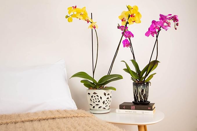 rePotme Orchid Pot, 4 x 6 inch Hexagon Ceramic Orchid Pot with Holes and Matching Saucer (Teal Jade)