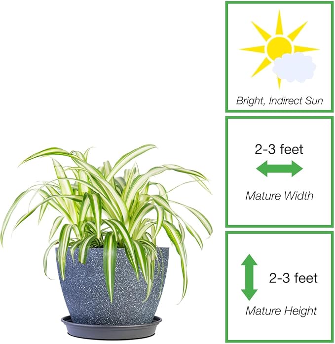 Perfect Plants Spider Plant in 6in. Midnight Blue Decor Pot | Live Houseplant for Indoor Growing | Easy to Care for & Keep Alive | Beautiful Green & White Variegated Leaves