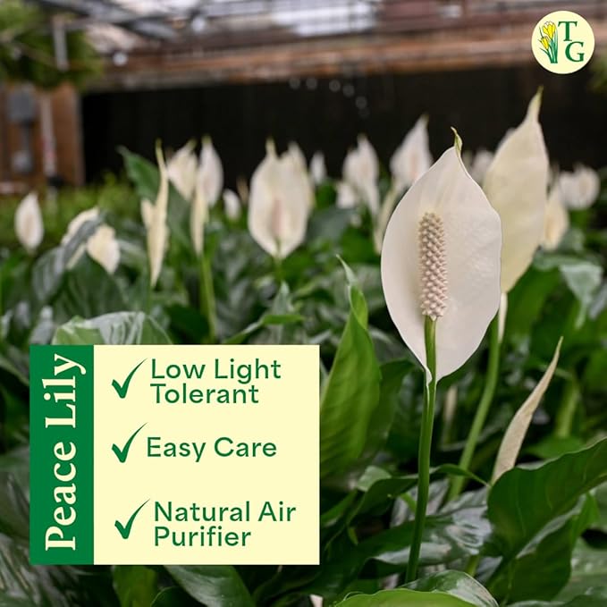 Thorsen's Greenhouse Live Peace Lily Plant, Spathyphylum, Low Light, Easy to Grow, Natural Air Purifier Live Indoor Plant, 4-6" Diameter Pot (Sage, 6-inch Pot)