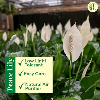 Thorsen's Greenhouse Live Peace Lily Plant, Spathyphylum, Low Light, Easy to Grow, Natural Air Purifier Live Indoor Plant, 4-6" Diameter Pot (Sage, 6-inch Pot)