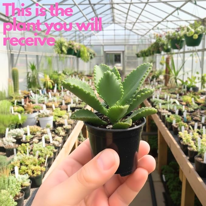 Mother of Thousands Kalanchoe Live Succulent in 4" Inch Pot | Low-Maintenance Indoor Plant | Great for Collections, Gifts & Small Spaces