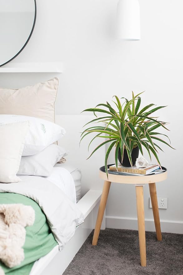 Fake Hanging Plant, Faux Spider Plant in Black Pot Artificial Grass Plants 13 Inch Faux Potted Plants for Home Office Table Shelf Indoor Outdoor Pink and Green