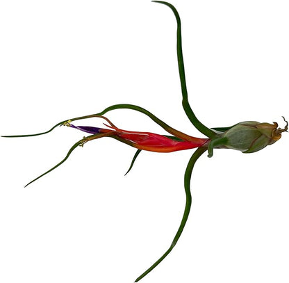 ragnaroc Air Plants - Venner Gift Box Large 4" - 7ct - Live Arrival Guaranteed - House Plants for Home Decor & Gift