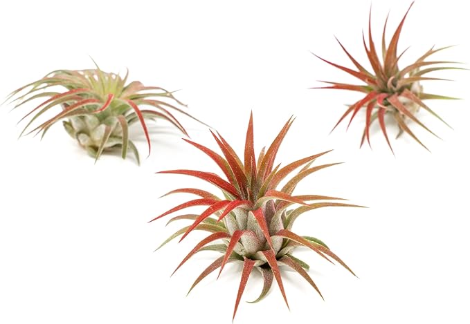 Red Colorful Tillandsia Air Plants - Long Lasting Color Enhanced Live Tillandsia Succulent House Plants - Home and Garden Decor - Easy Care Indoor/Outdoor Plants (Ionantha Rubra, Single)