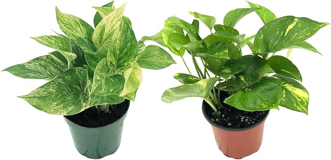 Live Pothos Plants - Epipremnum aureus Golden Pothos and ‘Marble Queen Pothos’ Bundle - ragnaroc Tropical Plant 5-8” Tall - 2ct Live Arrival Guaranteed - House Plants for Home Decor & Gift
