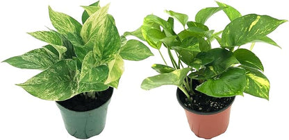 Live Pothos Plants - Epipremnum aureus Golden Pothos and ‘Marble Queen Pothos’ Bundle - ragnaroc Tropical Plant 5-8” Tall - 2ct Live Arrival Guaranteed - House Plants for Home Decor & Gift