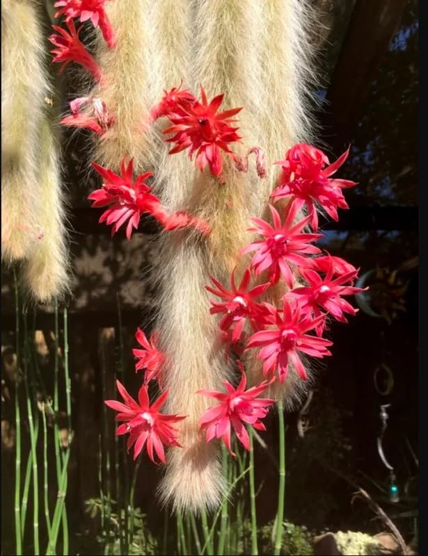 Monkey Tail Plant Cactus in 2" Pot, Starter Monkeys Tail Cactus Live Plant for Planting, Indoor Outdoor Décor, Fast-Growing Houseplant Succulent